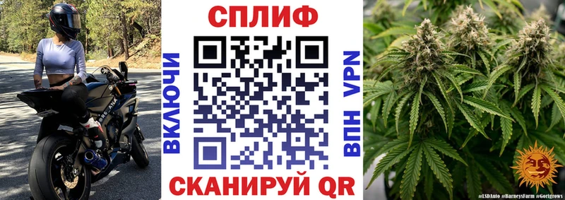 где купить наркотик  Кировград  дарк нет как зайти  Бошки марихуана план 